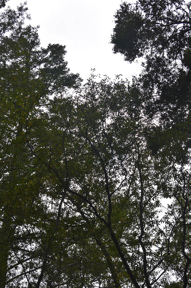 TheLandMD24-Misc (35)