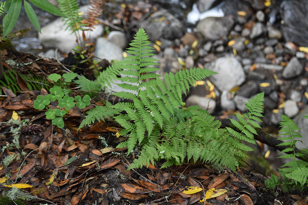 TheLandMD24-Misc (27)